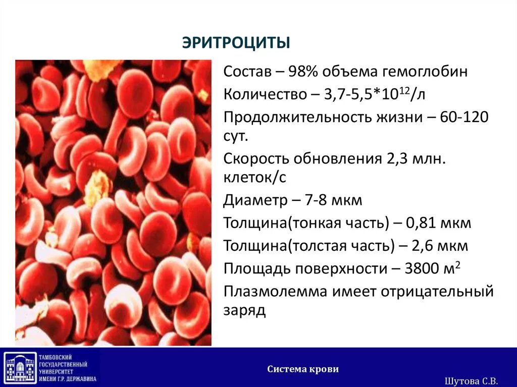 Л сколько живет. Эритроциты. Состав эритроцитов. Эритроциты в крови. Эритроцит состоит.