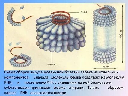 Вирус табачной мозаики состоит из