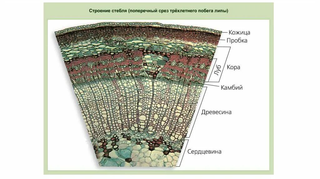 Как найти срез. Строение стебля липы поперечный срез. Строение стебля растения поперечный срез. Ткани растений поперечный срез листа. Поперечный срез стебля строение.