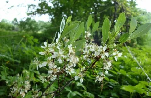 Дикорастущие кустарники краснодарского края