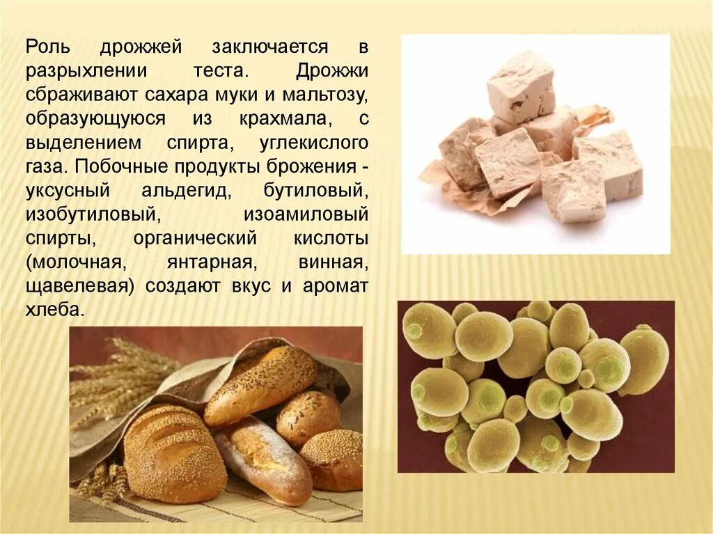 Тело пекарских дрожжей состоит из. Дрожжи для производства хлеба. Сырье хлебопекарного производства. Сырье для производства хлебопекарных дрожжей. Производство хлебопекарных дрожжей.