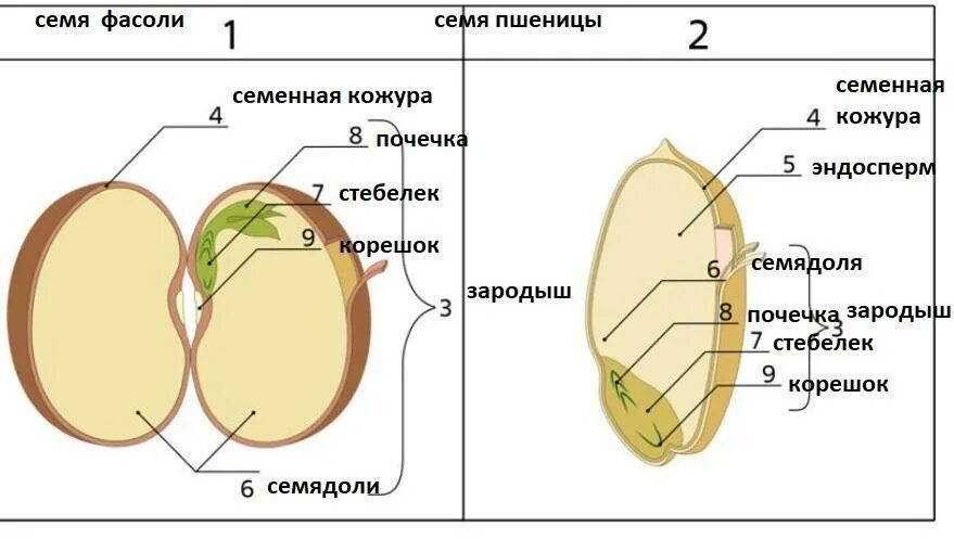 Контрольная работа строение семян 6 класс. Семя орган растения. строение семени фасоли.