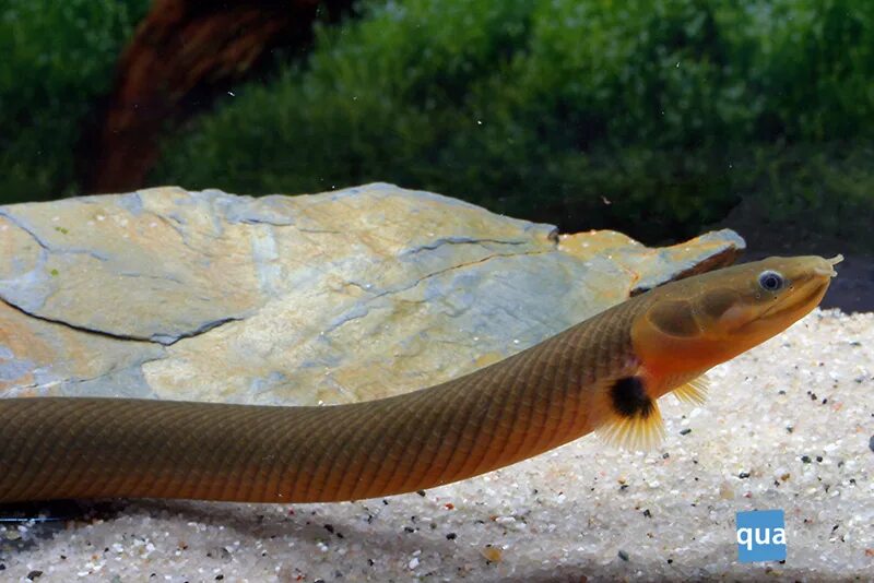 Рыбка каламоихт. Каламоихт калабарский рыба-змея. Каламоихт калабарский (Erpetoichthys calabaricus). Рыбка каламоихт калабарский.