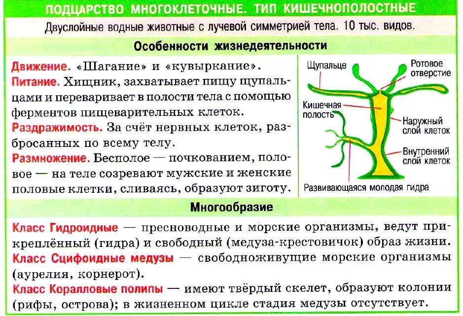 Группы организмов кишечнополостные. Характеристика и особенности строение кишечнополостных. Общая характеристика кишечнополостных 7 класс биология. Таблица основное строение кишечнополостных. Таблица особенности гидры пресноводной.