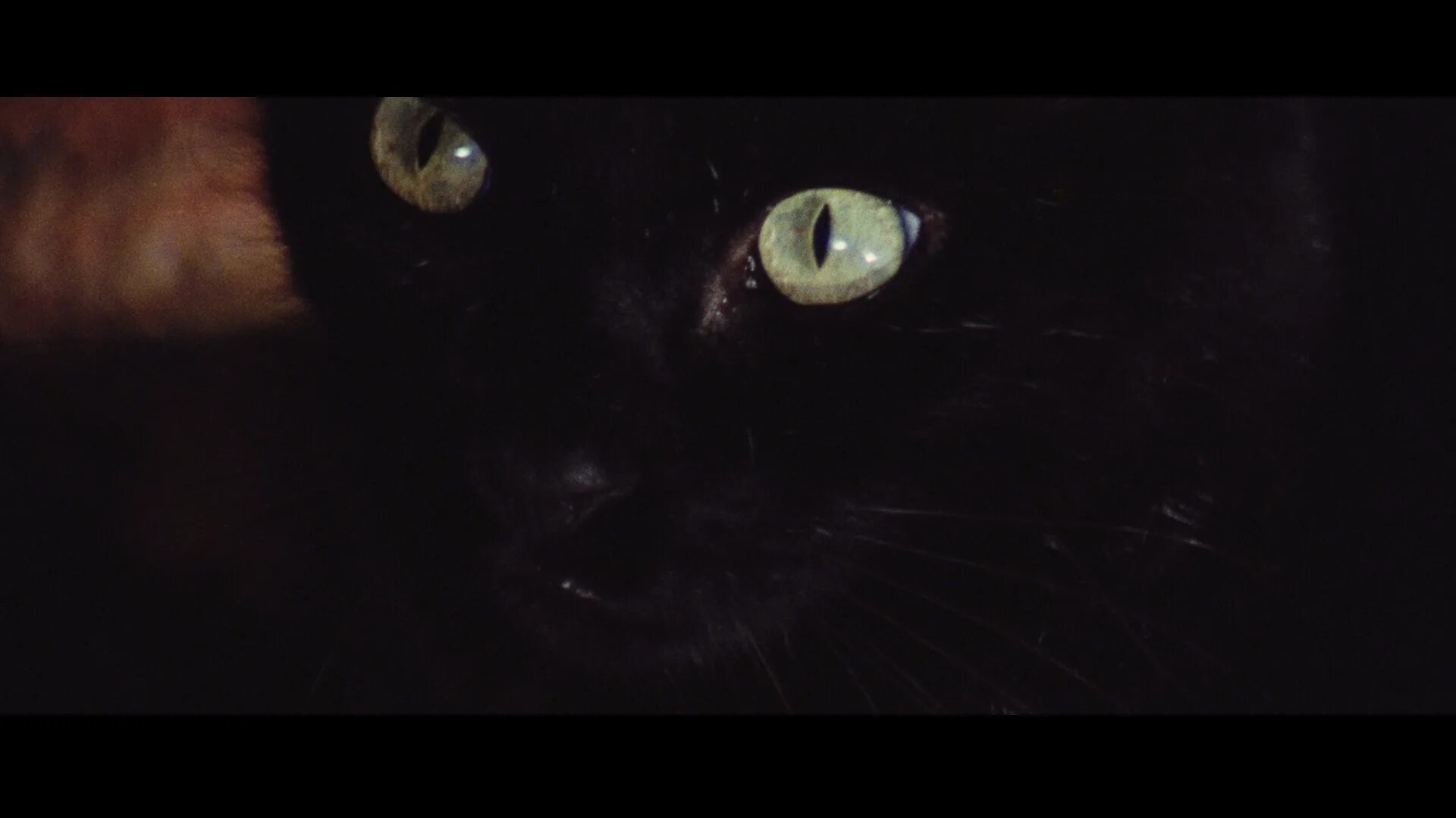 Black Cat 1981. Глаз черного кота (1972).