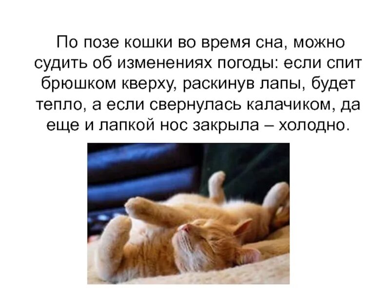 Черные котята во сне к чему снятся. Позы сна кошек. Что снится кошкам. Если снятся кошки. Сонник кошка.