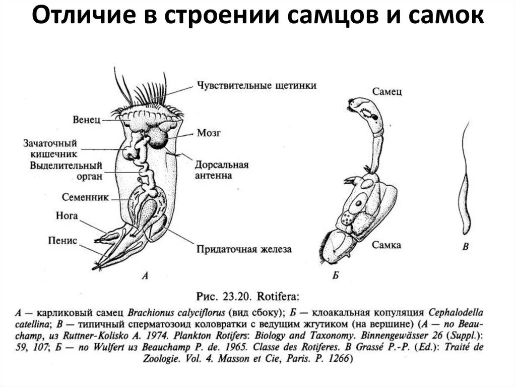 Отличия самцов и самок