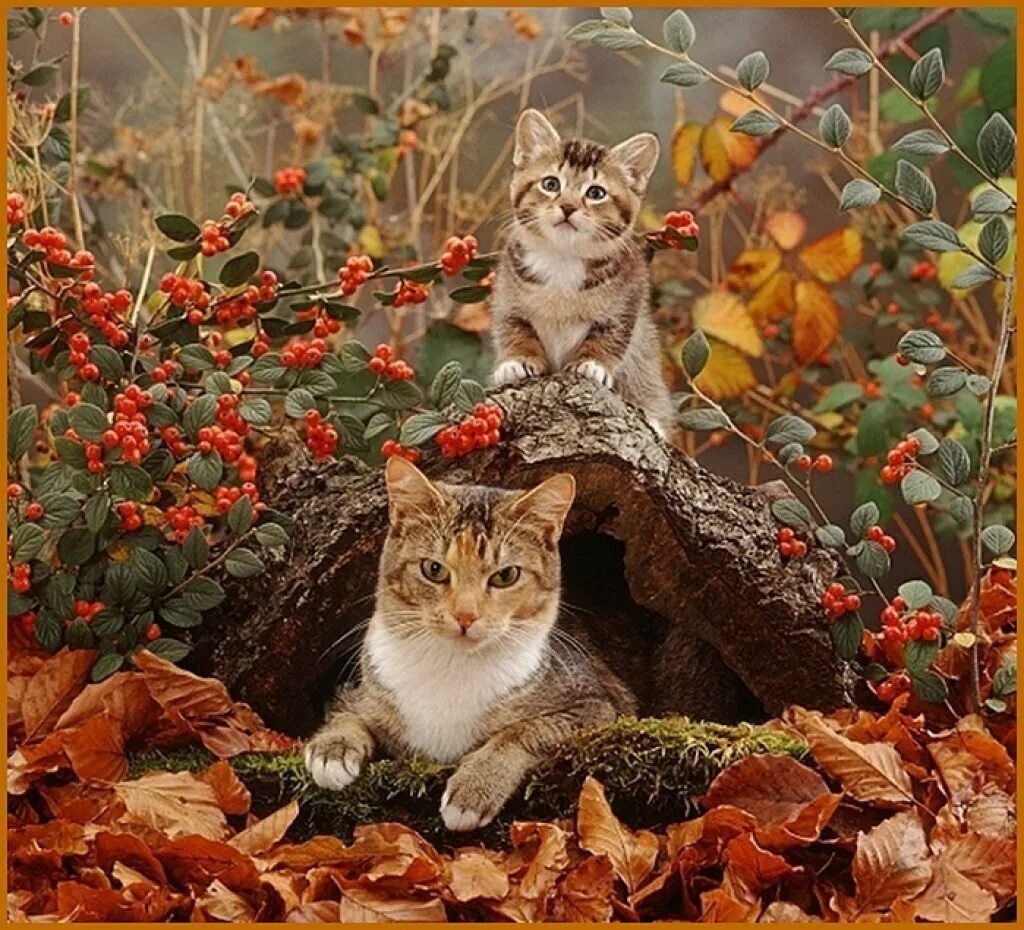 Кот осень. Животные осенью. Рыжий кот осень. Осенний котик