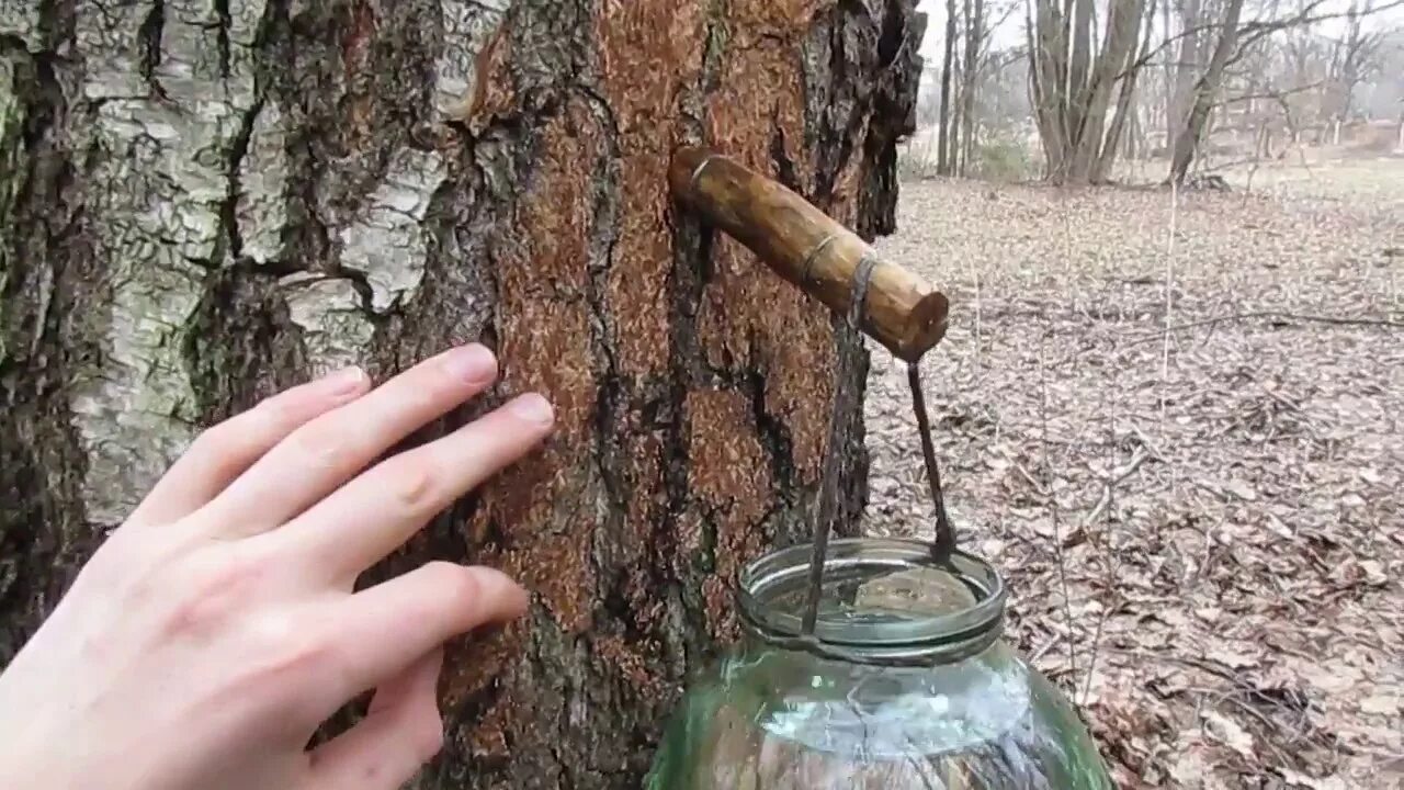 Березовый сок вред для женщин. Сбор березового сока. Добыча березового сока. Трубочка для березового сока. Приспособление для добычи березового сока.