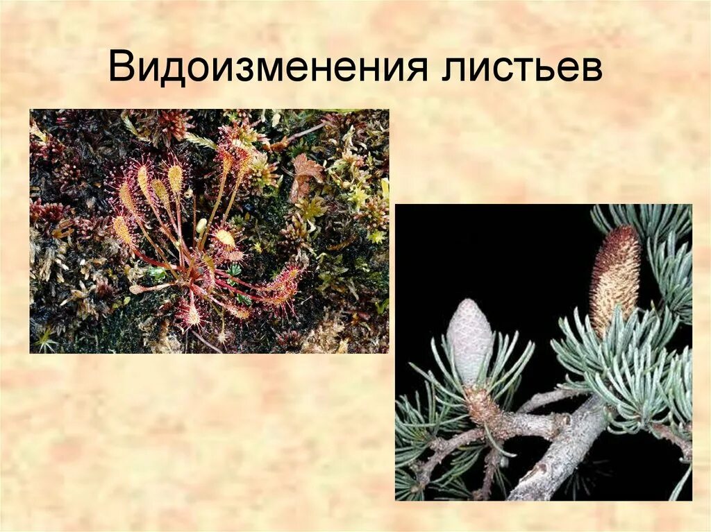 Виды изменения листьев биология 6. Видоизменения листьев. видоизмененные листья растений. чешуевидные листья. видоизменение листа растения.