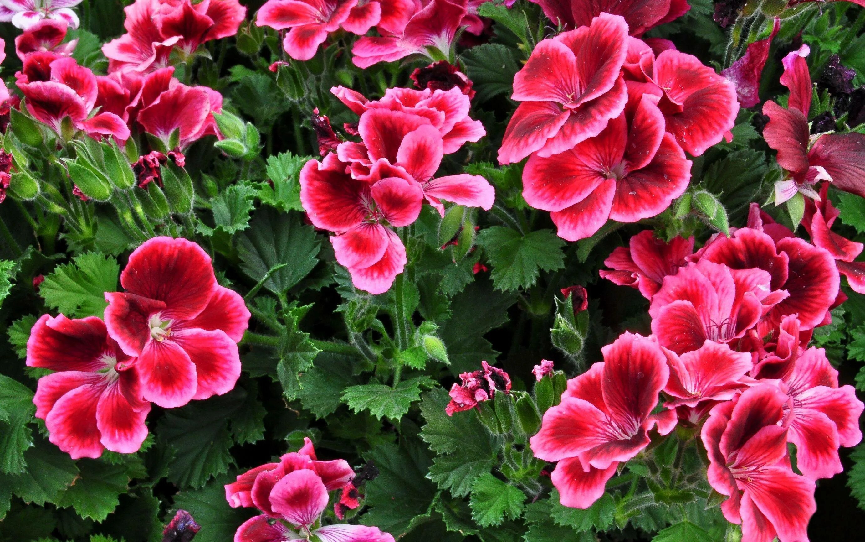 Цветок Королевская герань. Пеларгония Pelargonium Florella Magenta. Пеларгония Pelargonium Florella Velvet. Пеларгония Toscana Florella Velvet. Обои герань