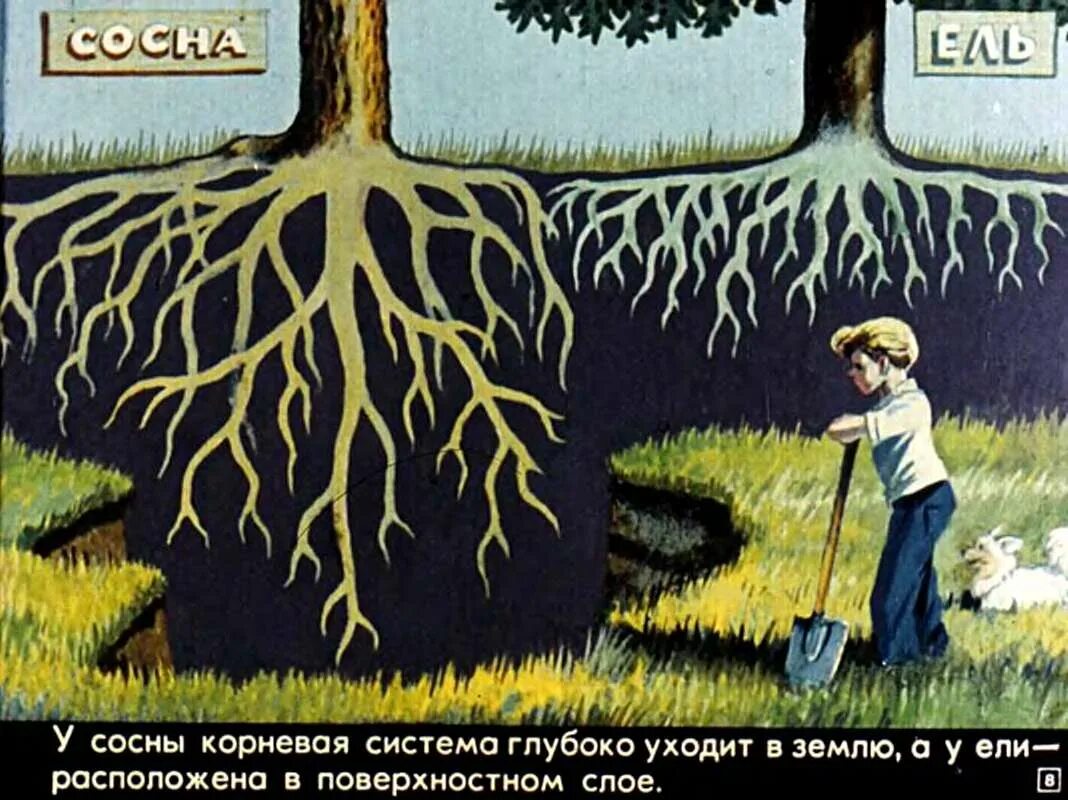 Корневая система ели. Корневая система сосен и елей. Ель корневая система глубина. Корень ели обыкновенной.