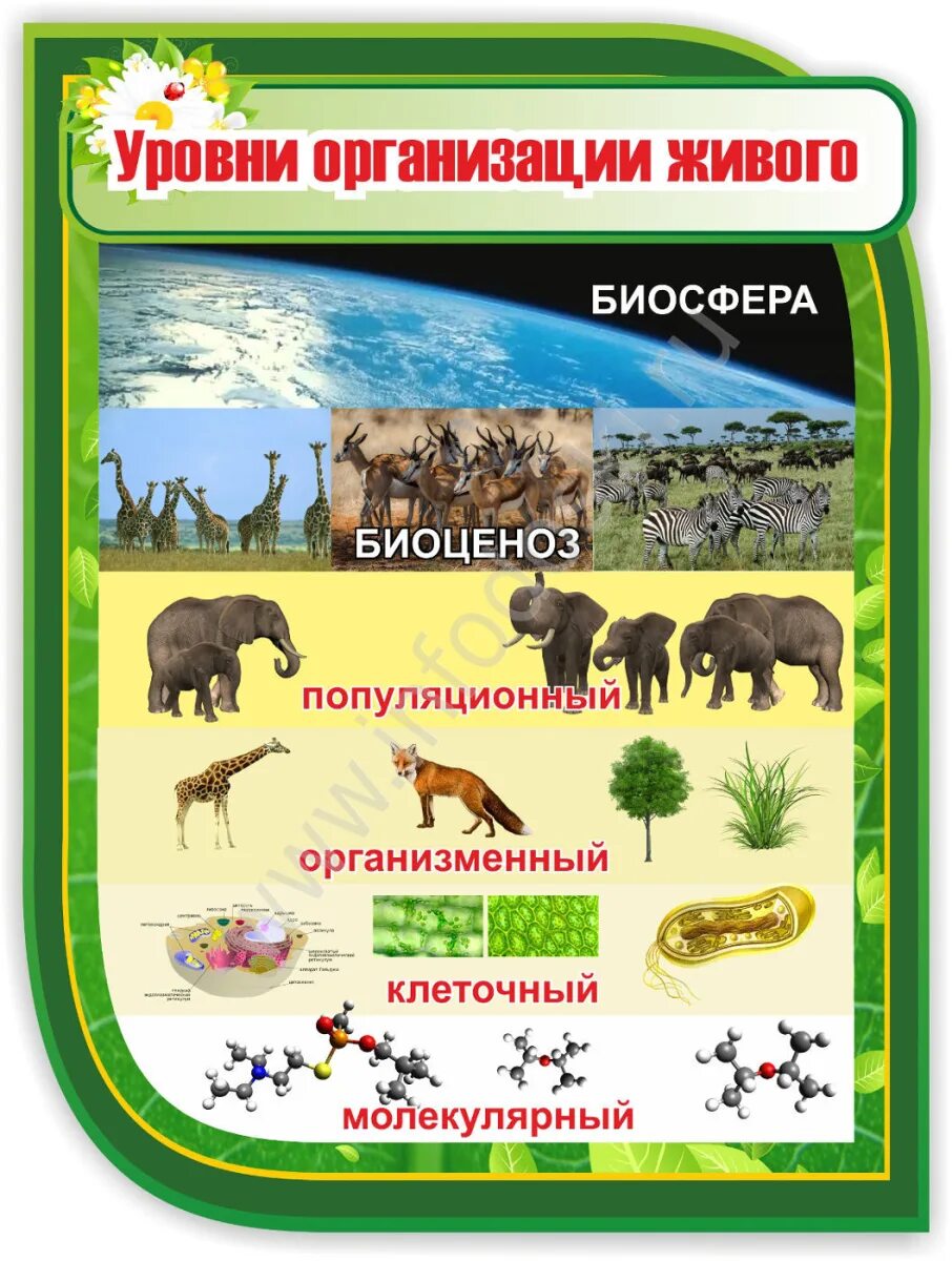 Уровни организации живых систем 10 класс. Плакаты для кабинета биологии. стенды для кабинета биологии уровни организации живой природы. стенды для кабинета биологии. стенд уровни организации живой материи.