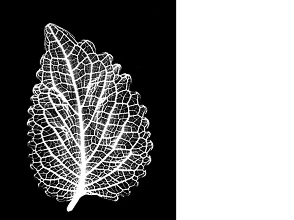 прожилки листьев. рентген листьев. Shihya kowatari. лист с прожилками. ветка с листьями.