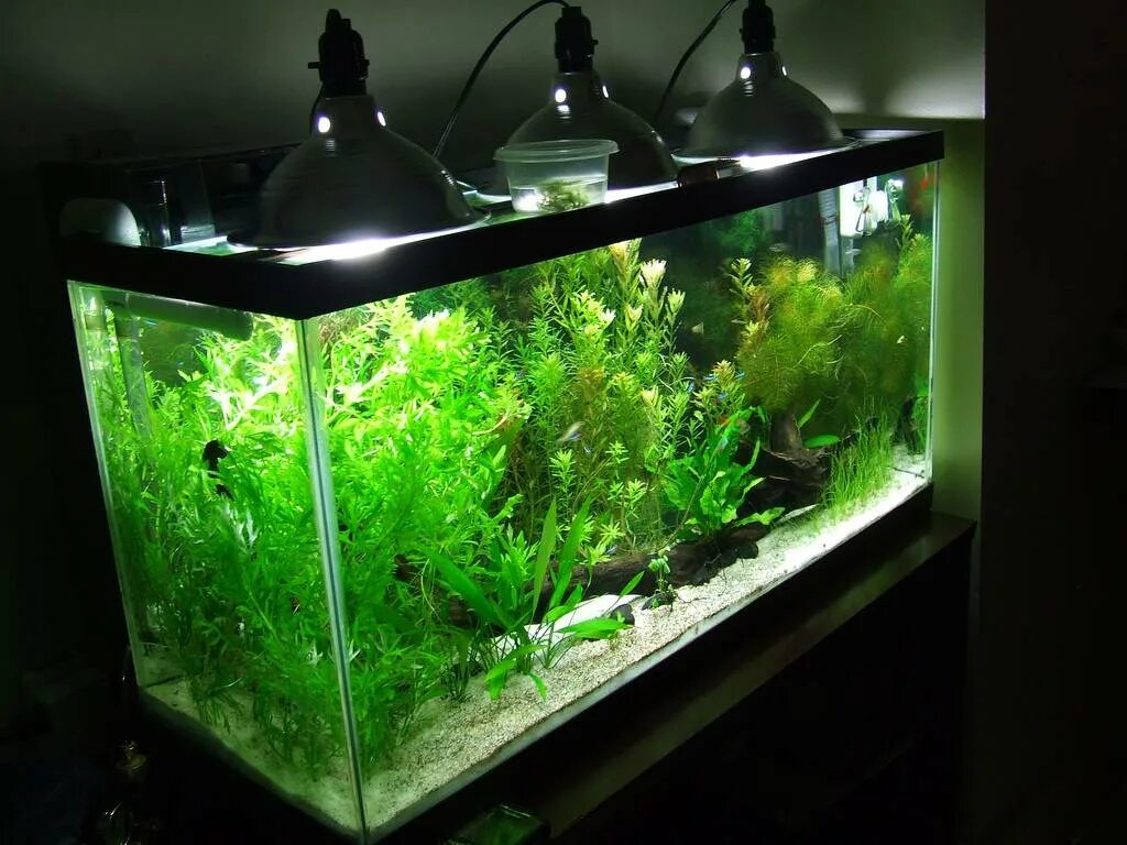 Каким должен быть аквариум. Свет для травника 200 литров прожектор. Подсветка для аквариума. Рыбы с подсветкой. Растения для аквариума.
