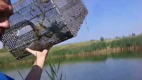 Лучшая приманка в раколовку