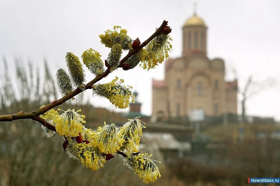 28 апреля вербное воскресенье. Верба на Вербное воскресенье. Верба Церковь Вербное Воскресение. Верба цветет. С Вербным воскресеньем.