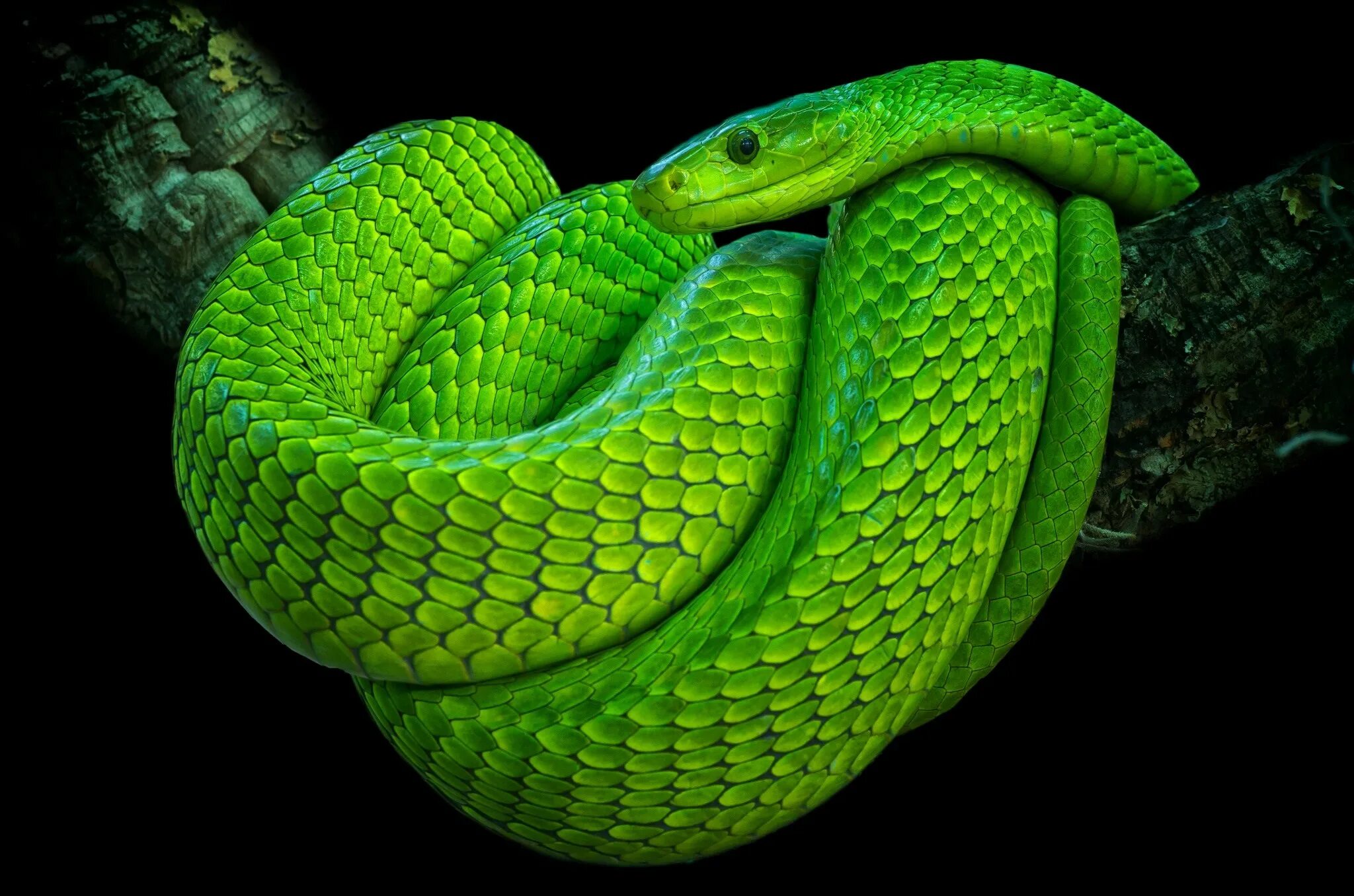Snake x. Смарагдовый полоз зеленый. Змея мамба узкоголовая. Зелёная мамба змея. Зеленая мамба (Африканский изумрудный гигант).