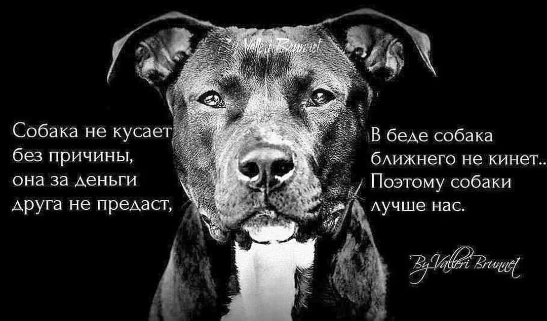 Высказывания о животных. Афоризмы про глаза собаки. Бладхаунд, бульмастиф, ретривер. Высказывания о животных. Цитаты про животных.