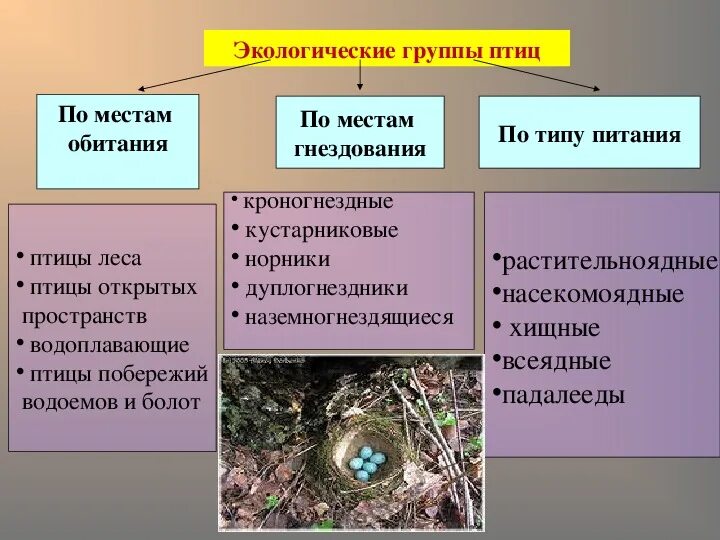 Экологические группы птиц. Этнологические группы птиц. Экологические группы птиц по местам обитания. Экологические группы птиц таблица. Группы экологических знаний