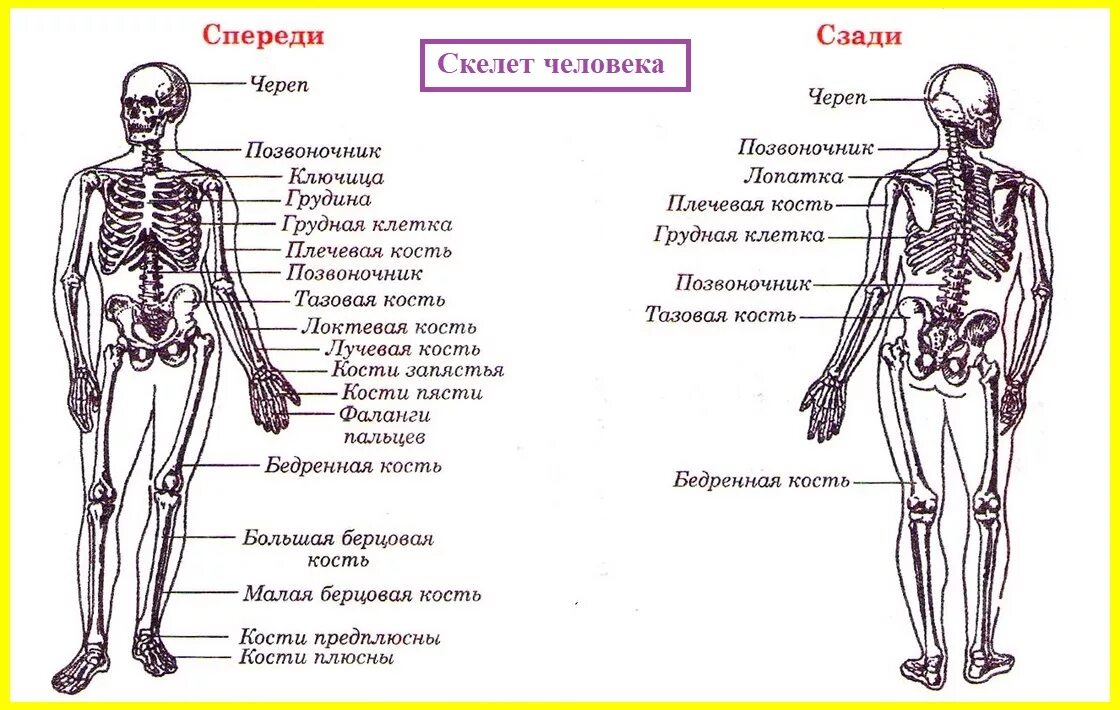 Строение костей человека спереди. Опишите скелет человека вид спереди.