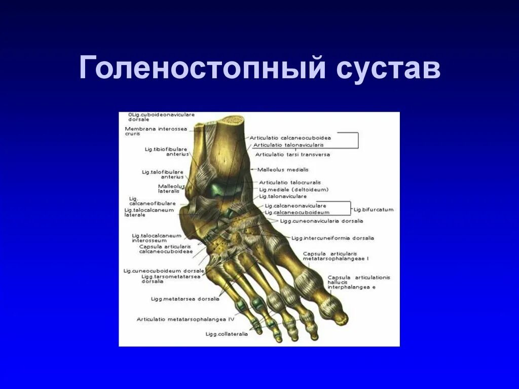 Голеностопный сустав. Рентгеноанатомия голеностопного сустава. Голеностопный сустав, articulatio talocruralis.