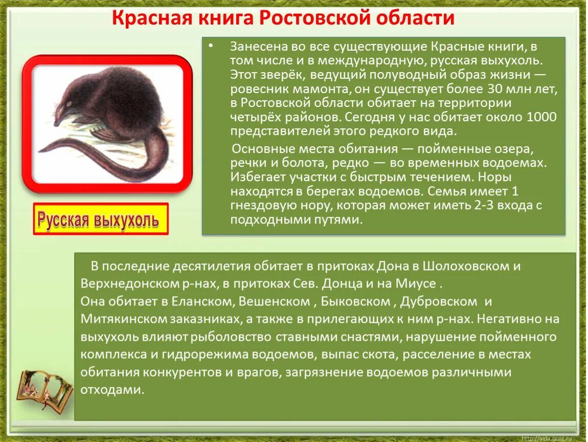Выхухоль занесена в красную книгу. Выхухоль занесена в красную книгу