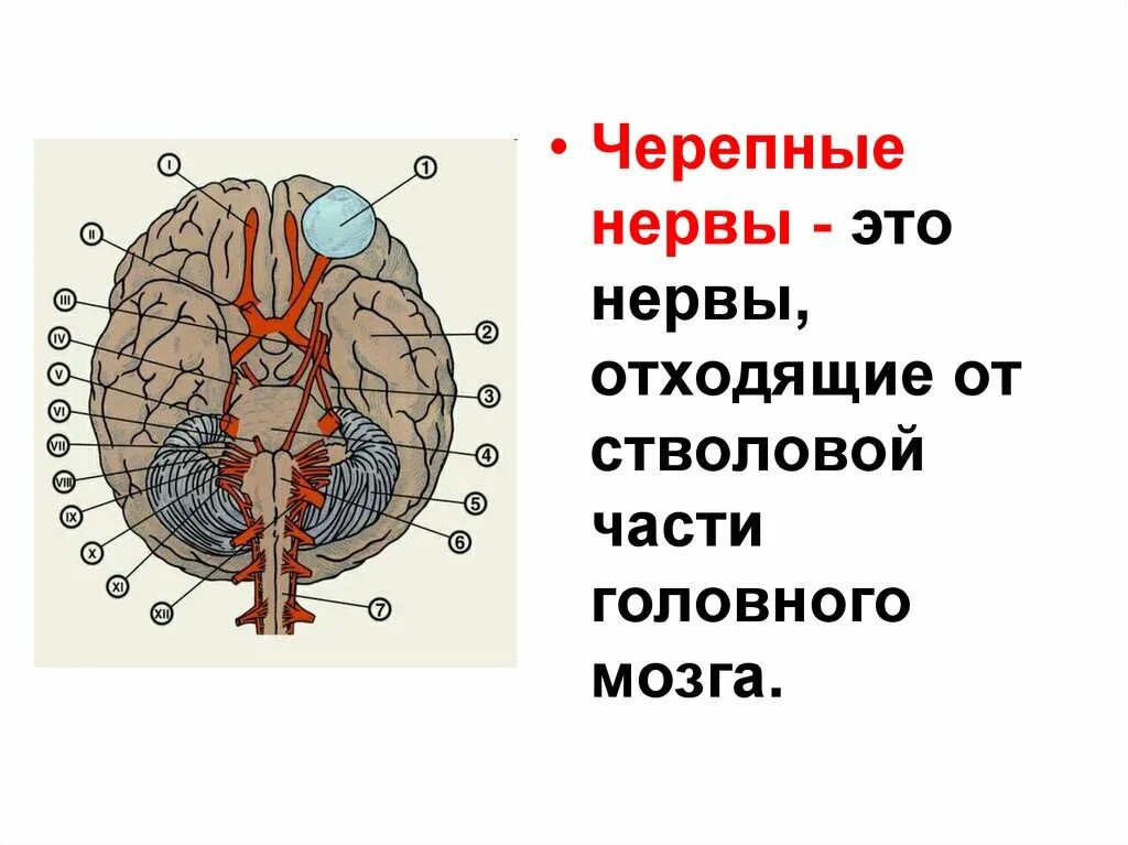 Количество черепных нервов. 12 Пар черепных нервов схема. Головной мозг 12 пар черепно мозговых нервов. 12 Пар черепно мозговых нервов на препарате. Черепные нервы на основании головного мозга.