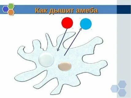 Амеба дыхание таблица
