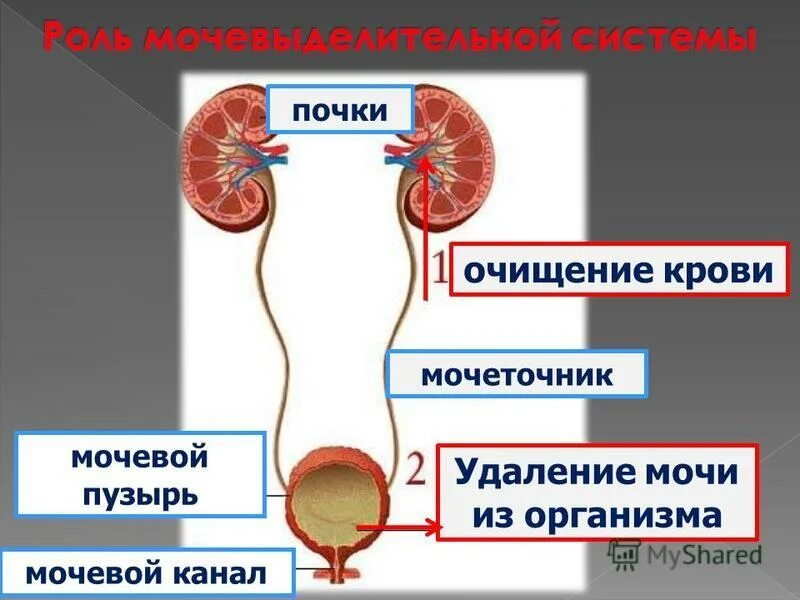 Где происходит очистка крови от вредных веществ. Строение мочеточника.