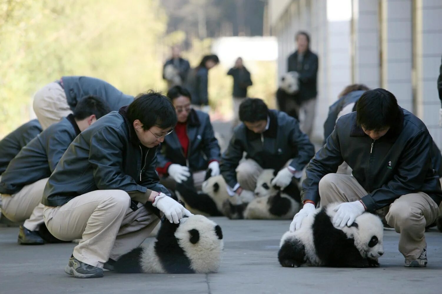 Панда собирает в круг. Наказание за убийство панды в Китае. Panda caretaker. Профессия связанная с пандами.