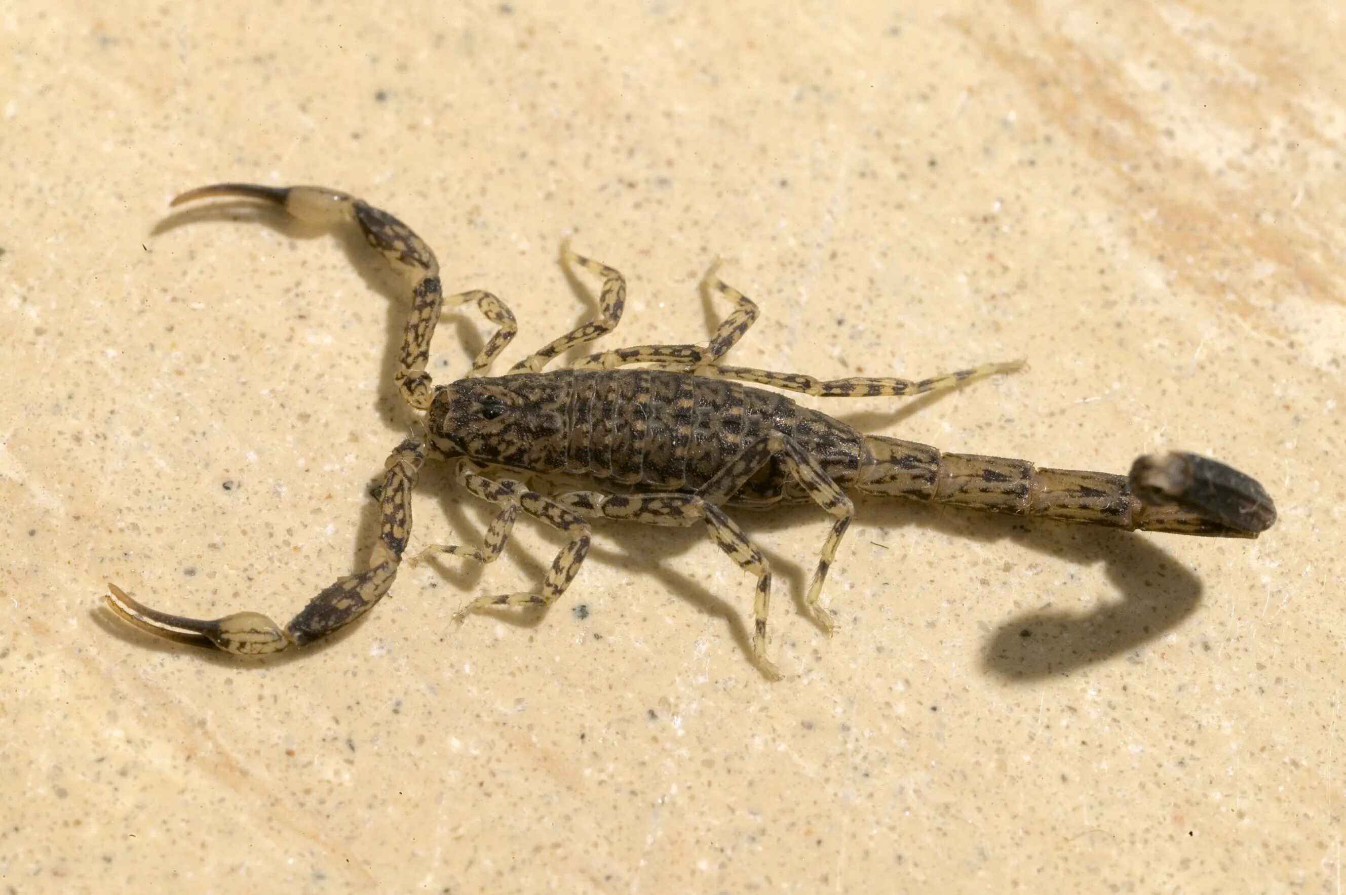 Какой тип питания характерен для морского скорпиона. Скорпион Бутид. Lychas mucronatus. Водный Скорпион. Скорпион фото.