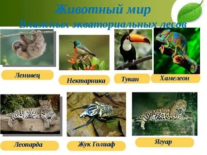 Влажные леса какие животные