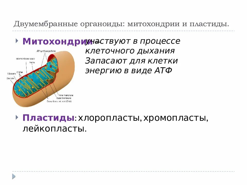 Митохондрии атф хлоропласты. Двухмембранные органоиды и их функции. митохондрии строение органоида. строение органеллы митохондрии. строение двумембранные органеллы.