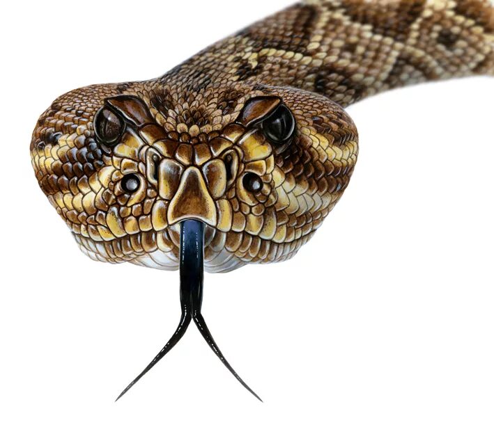 Голова змейки. Гремучая Кобра. Змея голова. Голова гремучей змеи. Язык змеи.
