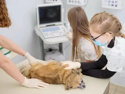 Эхо кошке
