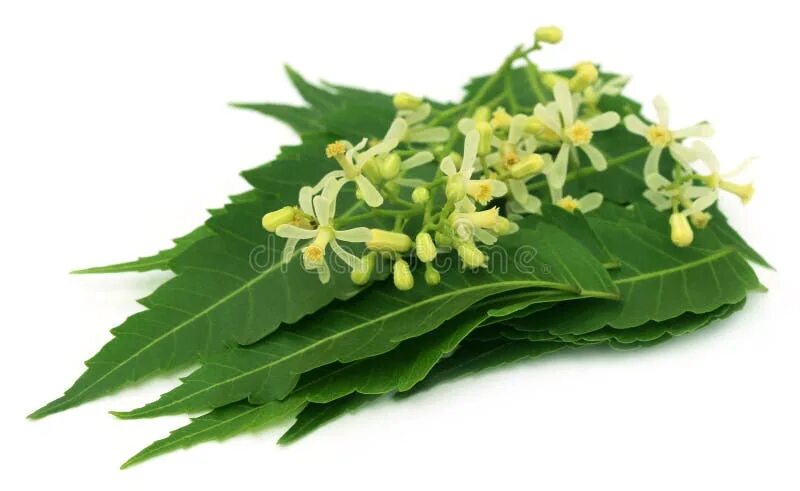Нима ни. Neem растение. листья нима. трава ним.