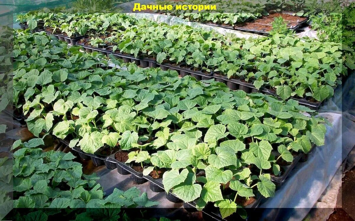 Рассада на грядке. Высадка агератума в грунт ра саду. Огород рассада. Лунки для огурцов. Сельдерей черешковый ростки.