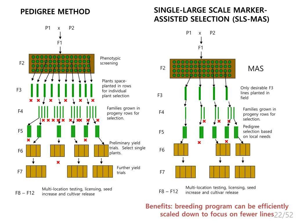 Selection methods in Plant breeding ppt. Mass selection in Plant breeding ppt. Breeding program. Plant breeding