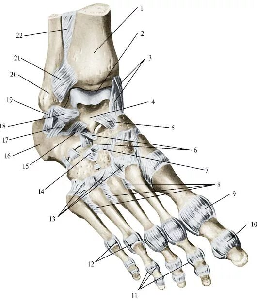 Кости голеностопного сустава анатомия. Ладьевидная кость голеностопного сустава. Голеностопный сустав анатомия строение кости. Дельтовидная связка голеностопного сустава анатомия.