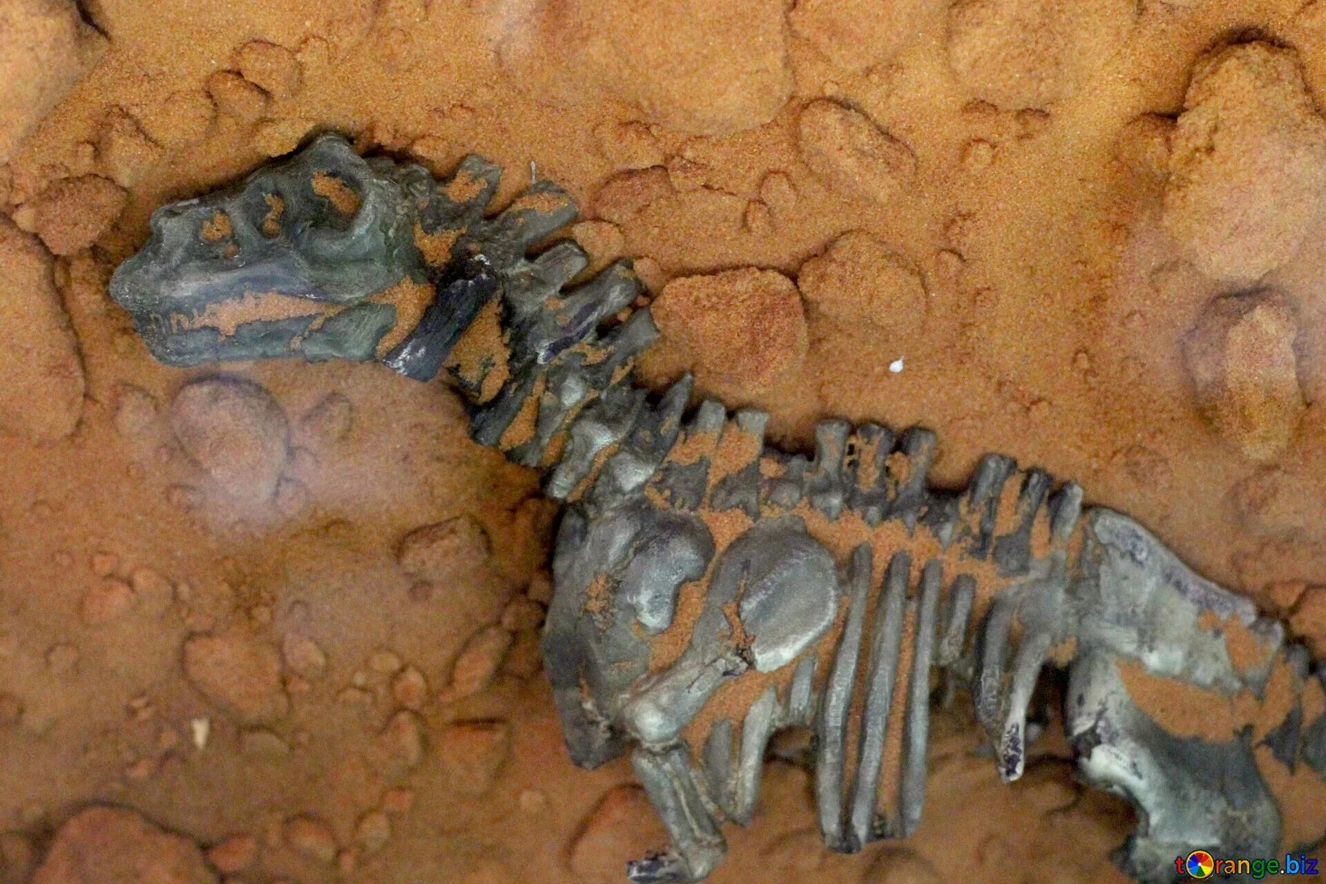 The research team an unusual fossil