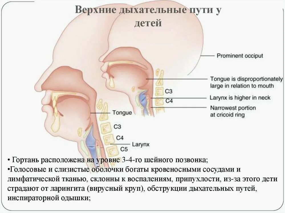 Верхний голосовой. Строение дыхательных путей у новорожденного. Особенности верхних дыхательных путей у детей. Строение верхних дыхательных путей у детей. Афо органов дыхания у детей гортань.