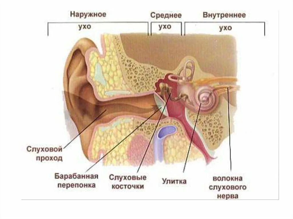 Наружное среднее и внутреннее ухо. Заболевания среднего уха. Наружный слуховой проход. Воспаление среднего уха. Полость заполненная воздухом в ухе