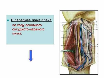 Переднее ложе плеча