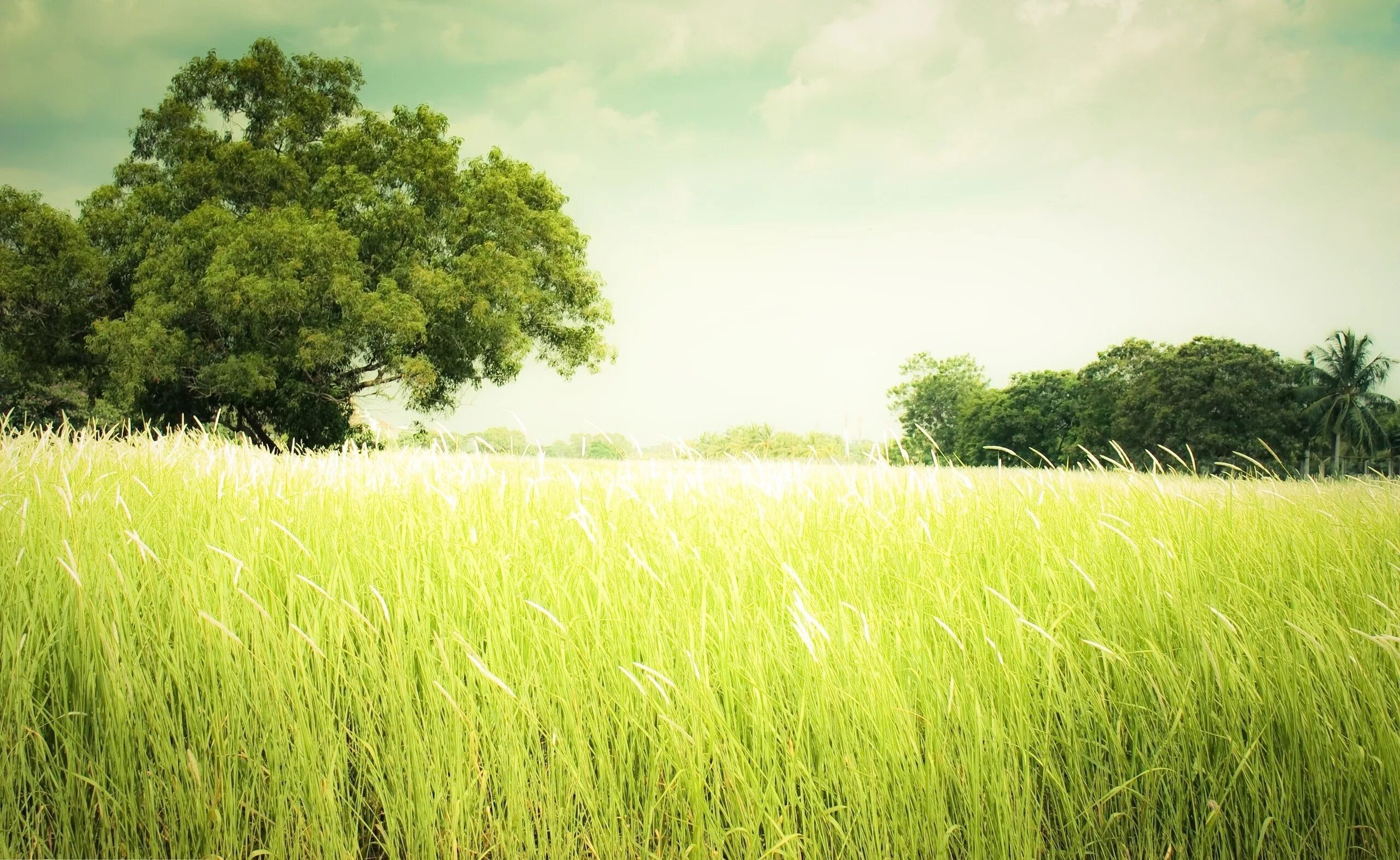 Greenfield natural. Лето трава. Фон природа. Зеленый пейзаж. Поле зелень.