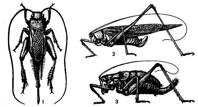 Строение кузнечика яйцеклад. Внешнее строение прямокрылых. Внешнее строение прямокрылых. Внешнее строение прямокрылых. Внешнее строение прямокрылых.