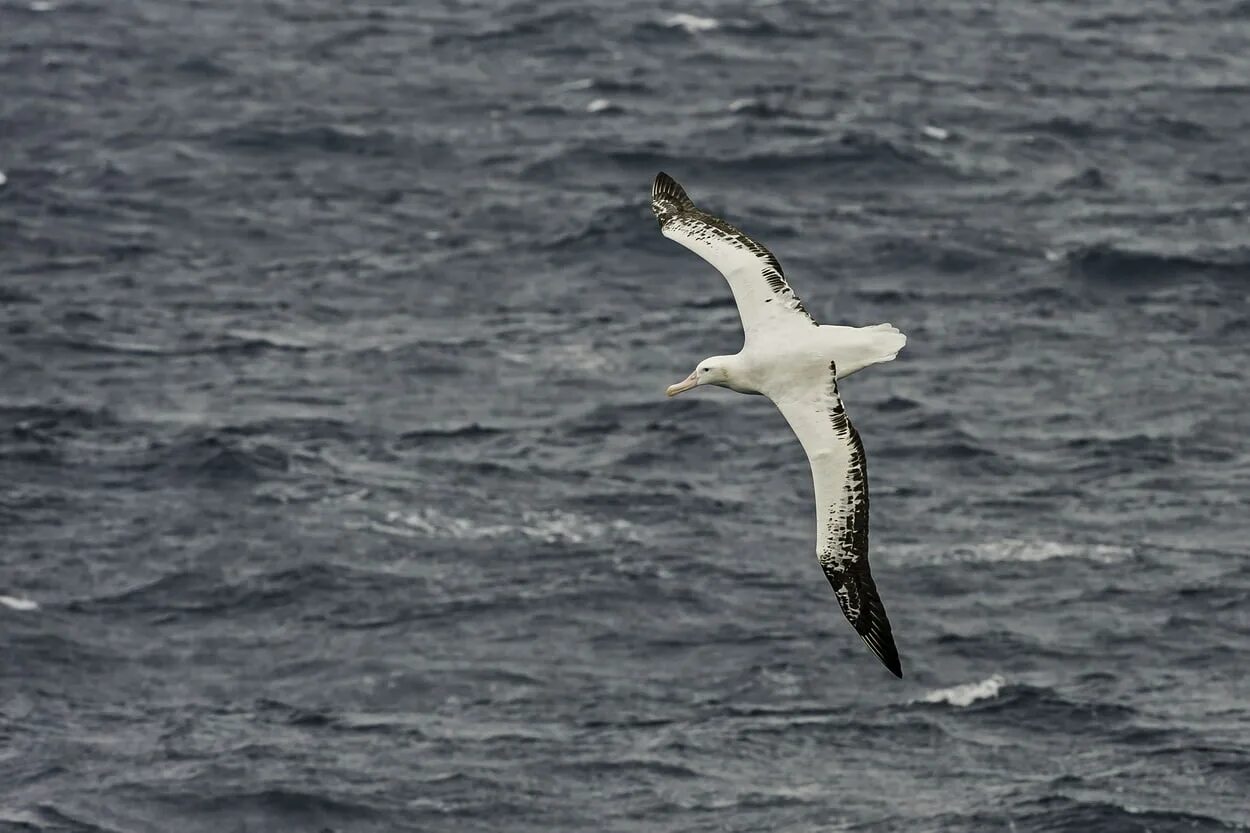 Где обитают альбатросы. Королевский Альбатрос размах крыльев. Странствующий Альбатрос размах крыльев. Белый Альбатрос. Альбатрос фото.