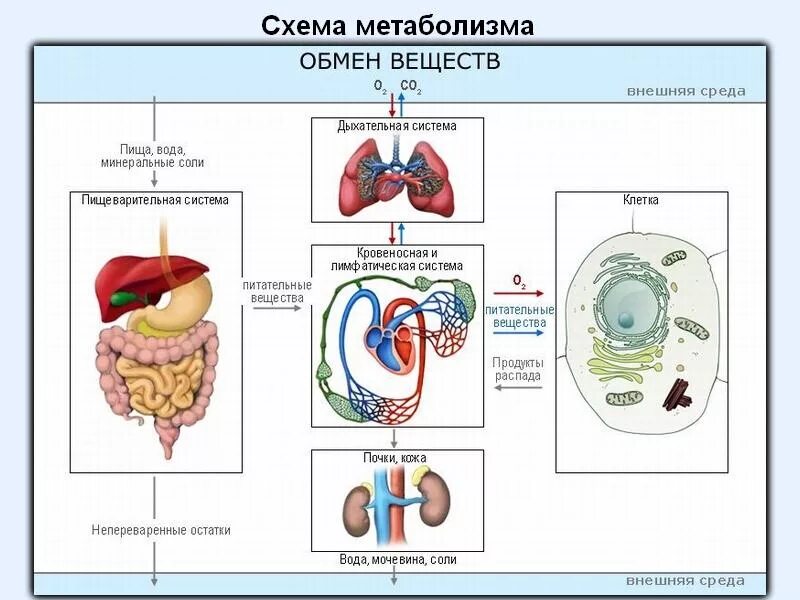 Обмен веществ у животных. Обмен веществ живых организмов. Жизнедеятельность организмов. Откуда организмы получают питательные вещества. Живые организмы обмен веществ.