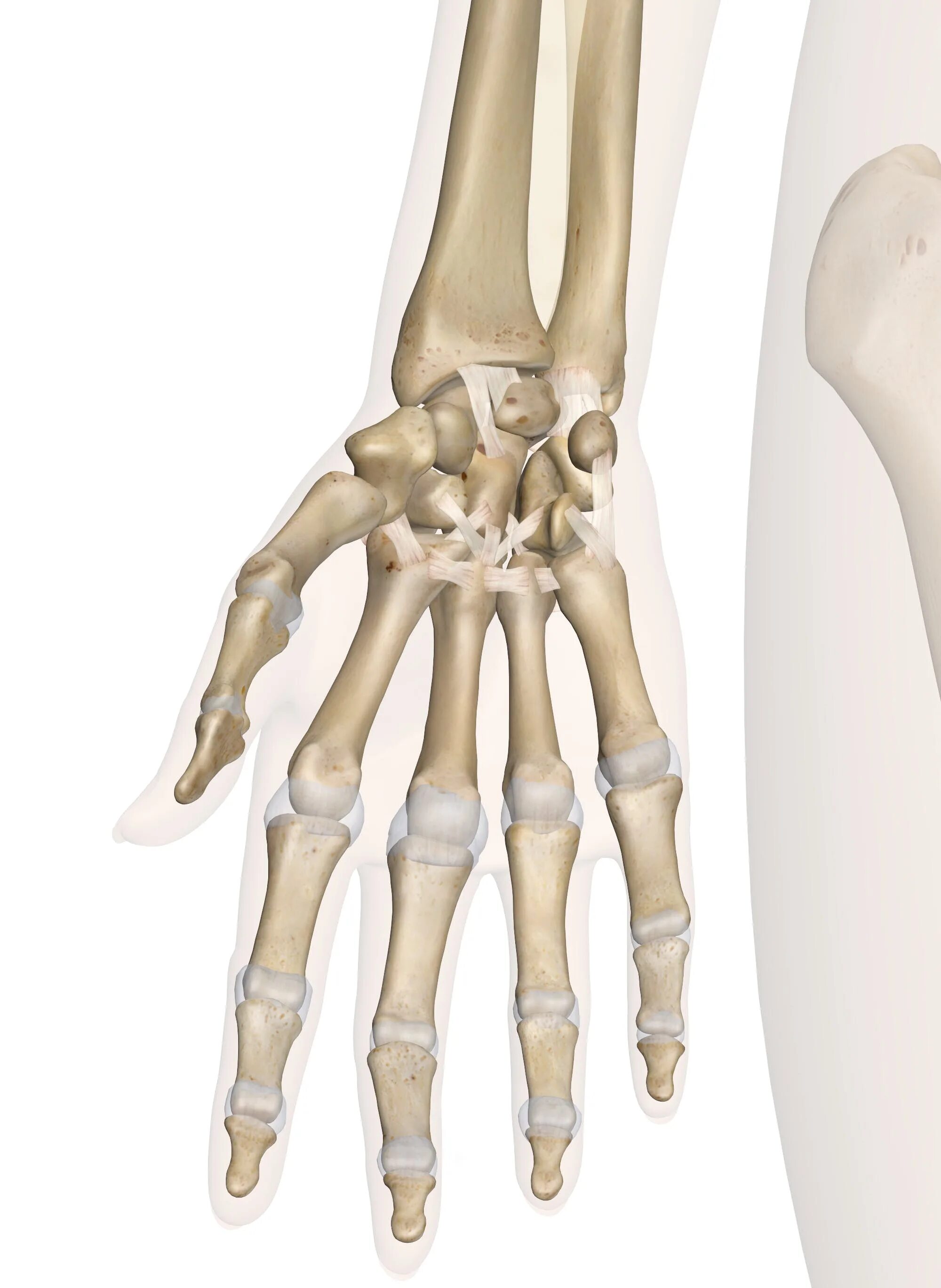 Кости лучезапястного сустава. Скелет лучезапястного сустава. Кости лучезапястного сустава анатомия. Лучезапястный сустав кости руки. Кости в запястье руки