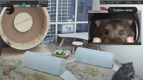 Hamster биржу выбрать